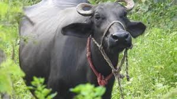 भैसी सहित लालबाबु राउत प्रहरी नियन्त्रणमा