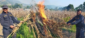 प्रहरीद्धारा १८ कठामा लगाएको गाँजा खेती नष्ट
