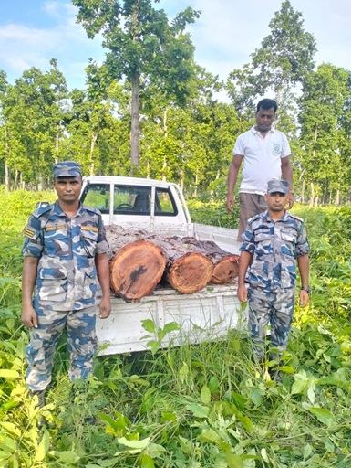 सशस्त्र प्रहरीदारा सालको काठ बरामद