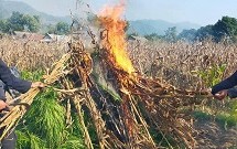प्रहरीद्धारा १८ कठामा लगाएको गाँजा खेती नष्ट