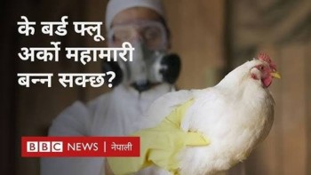 बारामा  बर्ड फ्लु देखिएपछि पर्सामा उच्च सतर्कता