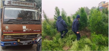 प्याज बोकेको ट्रक राजस्वमा, गाँजा फडानी