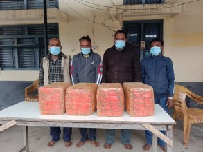 गाँजा सहित मियाँ , यादव सहित चारजना पक्राउ