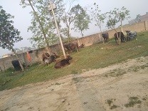 प्रहरीद्धारा अबैध  भैसी नियन्त्रण र मदिरा नष्ट