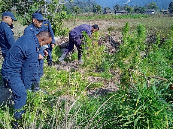 बारा प्रहरीद्धारा अबैध गांजा फडानी
