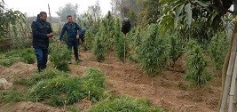 पर्सा प्रहरीद्धारा अबैध गांजा फडानी