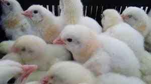 पर्सा प्रहरीद्धारा ४ हजार कुखुरा चल्ला सहित भरिया प्रकाउ